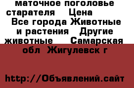 маточное поголовье старателя  › Цена ­ 2 300 - Все города Животные и растения » Другие животные   . Самарская обл.,Жигулевск г.